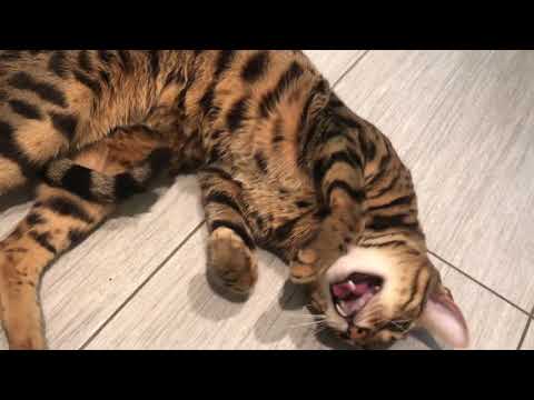 Bengal Cat is Extremely Affectionate