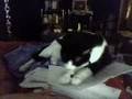 Dieting Cat