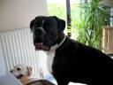 spanky qui chante lol