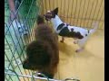 horny dogs' doggy style 色鬼狗