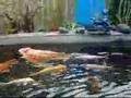 Koi Fish eating Water Melon, Ca' Koi An DUA HAU