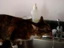 Kitty drinking water from the faucet Kitty drinking water from the faucet