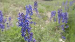 Wild Flowers of Utah