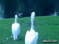 Pelican Eats Pigeon