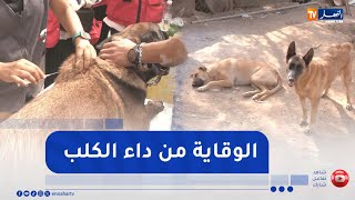بعد تسجيل وفيات بسبب الداء  ..  التلقيح والتعقيم طريق الوقاية من داء الكلب