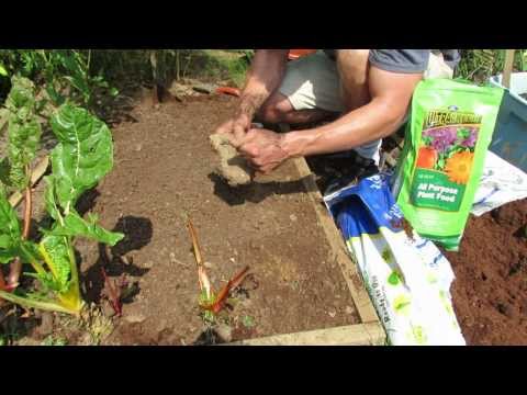 how to replant radishes