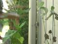 videos de woodpecker 2