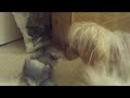 WEBKINZ NEWS THE MOVIE FOOFOO\