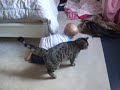 ryan the cat loves leo the baby