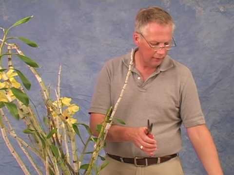 how to replant a keiki