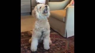 Training success: Willie