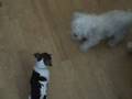 videos de Ellie and his buddy