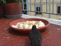 Merli e passeri( sul mio terrazzo)
