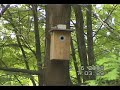 080602_0702_P3_Sinitiainen_hatyyttaa_oravaa 080602_0702_P3_Sinitiainen_hatyyttaa_oravaa