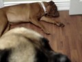Playing dead and kicking the camera