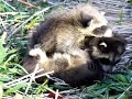 3 cute abandoned baby raccoons