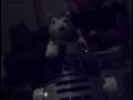 yoda bild a bear band