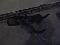 My cats crazy about the ball 2