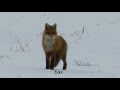 Видео - охота на лис
