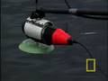 Crittercam: Bubblenet Humpbacks
