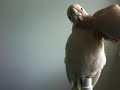 [IMaBird.com] Want Pet?   (says the human to the parrots)
