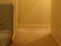 videos de Cat thinks she is a dog