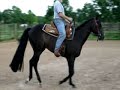 Zips Just KidN Under Saddle Zips Just KidN Under Saddle
