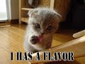 funnnny cats funnnny cats