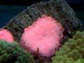 cette an�mone fera la joie de vos poissons clowns.
m�me s'il est vrai que les an�mones peuvent se passer de poissons clowns et les clowns d'an�mones, il est mieux de les associer : les poissons seront moins stress�s et pourront se prot�ger.

de plus, ils auront un comportement naturel.

cette an�mone au pied rouge vie dans les r�cifs peu profond. elle a besoin de beaucoup de lumi�res et d?un brassage important.
de plus, l'ajout d'iode de mani�re r�guli�re lui permettra de rester en bonne sant�.

attention � l'aspiration des pompes, comme toutes les an�mones, elle peut tr�s facilement se faire avaler par une pompe. malgr� sa taille, elle peut se faire aspirer m�me � partir d'un trou de 2 mm.
pensez � prot�ger toutes vos pompes.

elle est robuste et accueil la plupart des poissons clowns : amphiprion akallopisos, amphiprion nigripes, amphiprion ocellaris, amphiprion percula et amphiprion perideraion, amphiprion polymnus, amphiprion sandaracinos.retrouvez cet invert�br� sur http://www.marinelife.eu