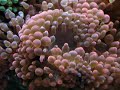 cette an�mone fera la joie de vos poissons clowns.
m�me s'il est vrai que les an�mones peuvent se passer de poissons clowns et les clowns d'an�mones, il est mieux de les associer : les poissons seront moins stress�s et pourront se prot�ger.

de plus, ils auront un comportement naturel.

cette an�mone au pied rouge vie dans les r�cifs peu profond. elle a besoin de beaucoup de lumi�res et d?un brassage important.
de plus, l'ajout d'iode de mani�re r�guli�re lui permettra de rester en bonne sant�.

attention � l'aspiration des pompes, comme toutes les an�mones, elle peut tr�s facilement se faire avaler par une pompe. malgr� sa taille, elle peut se faire aspirer m�me � partir d'un trou de 2 mm.
pensez � prot�ger toutes vos pompes.

elle est robuste et accueil la plupart des poissons clowns : amphiprion akallopisos, amphiprion nigripes, amphiprion ocellaris, amphiprion percula et amphiprion perideraion, amphiprion polymnus, amphiprion sandaracinos.retrouvez cet invert�br� sur http://www.marinelife.eu