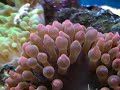 cette an�mone fera la joie de vos poissons clowns.
m�me s'il est vrai que les an�mones peuvent se passer de poissons clowns et les clowns d'an�mones, il est mieux de les associer : les poissons seront moins stress�s et pourront se prot�ger.

de plus, ils auront un comportement naturel.

cette an�mone au pied rouge vie dans les r�cifs peu profond. elle a besoin de beaucoup de lumi�res et d?un brassage important.
de plus, l'ajout d'iode de mani�re r�guli�re lui permettra de rester en bonne sant�.

attention � l'aspiration des pompes, comme toutes les an�mones, elle peut tr�s facilement se faire avaler par une pompe. malgr� sa taille, elle peut se faire aspirer m�me � partir d'un trou de 2 mm.
pensez � prot�ger toutes vos pompes.

elle est robuste et accueil la plupart des poissons clowns : amphiprion akallopisos, amphiprion nigripes, amphiprion ocellaris, amphiprion percula et amphiprion perideraion, amphiprion polymnus, amphiprion sandaracinos.retrouvez cet invert�br� sur http://www.marinelife.eu