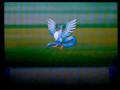 videos de Pokemon Platinum Catching Zapdos,Articuno,Moltres