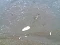 ce-este-in-lacul-3-n