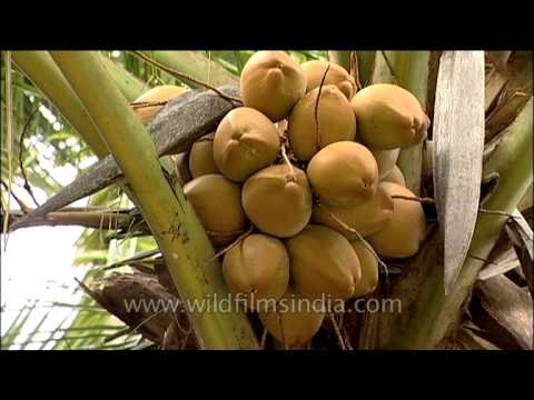 how to transplant coconut tree