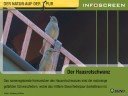 Hausrotschwanz (Phoenicurus ochruros) Hausrotschwanz (Phoenicurus ochruros)