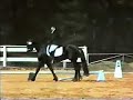 Friesian Stallion Bente D, 5 year old showing First level Friesian Stallion Bente D, 5 year old showing First level