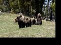 Grizzly Bear cub scratching it back