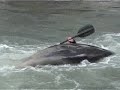 videos kayak