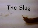 The Slug!