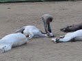 Jean Francois Pignon and his mares nice