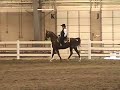American Saddlebred Breed Demo
