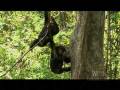 National geographic: Chipanze