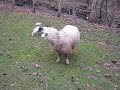 A Sheep's Best Friend ベストフレンド