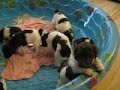 Standard Poodle Pups 4 wks Bella\
