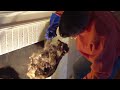 Raccoon in Fireplace!