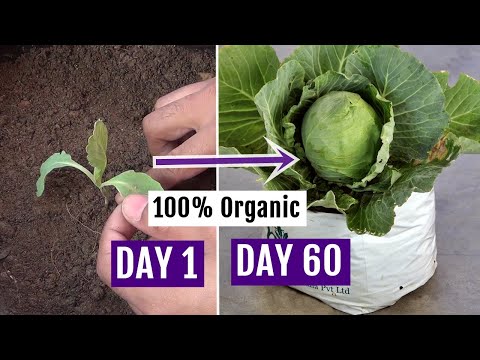 video-linktoworks-How to Grow Cabbage at Home Easily - Complete Growing ...