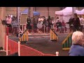 Ashlee border collie agility novice A 11-22-09 jww
