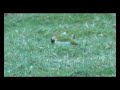 Green woodpecker / Groene specht