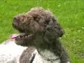 Totti Galotti en Lagotto Romagnolo