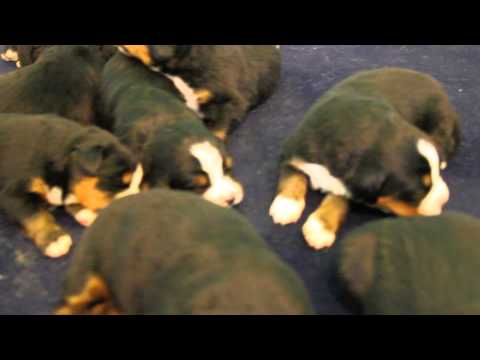 bernese mountain dog puppies at 2 wks old